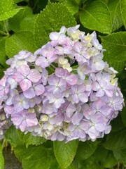 Light purple and yellow color hydrangeas blossom at the park of Ueno Tokyo downtown city year 2022 June 6th