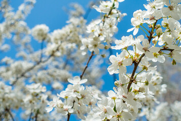 Flowering cherry against a blue sky. Cherry blossoms. Spring background