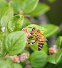 bee on a flower
