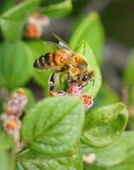 bee on a flower