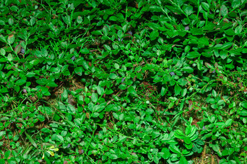 Obraz premium thickets of blueberries in the forest for background