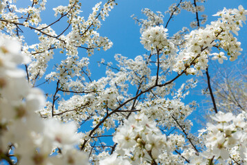 Flowering cherry against a blue sky. Cherry blossoms. Spring background