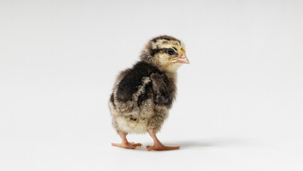a young chick stands backwards and turned around on a white background