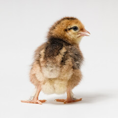 chick stands backwards on a white background