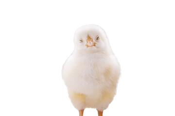 white sleepy chick on white background
