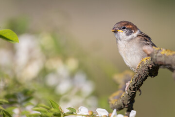 yellowmouth sparrow sits on a branch