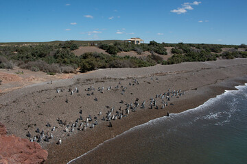 penguin beach in punta tombo reserve in patagonia argentina