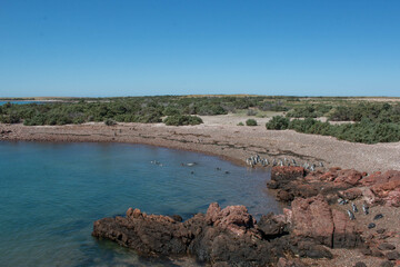 Obraz premium penguin beach in punta tombo reserve in patagonia argentina