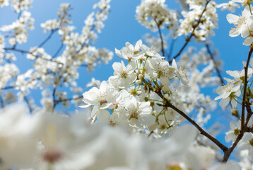 Flowering cherry against a blue sky. Cherry blossoms. Spring background