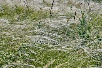 Gray-haired feather grass growing in the Don steppe.