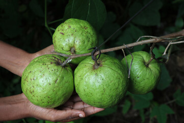 Big guava fruit grown in groups on a single branch held in the hand