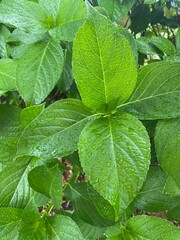 Beautiful bright green leaf of the hydrangea, on a rainy day with raindrop dews, year 2022 June 6th, Tokyo Ueno park, Japan
