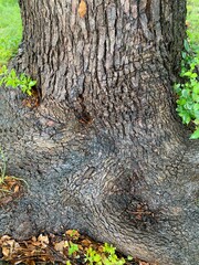 The beautiful detail of the old aged tree trunk at the park of Tokyo Ueno, year 2022 June 6th rainy day