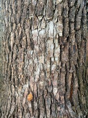 The beautiful detail of the old aged tree trunk at the park of Tokyo Ueno, year 2022 June 6th rainy day