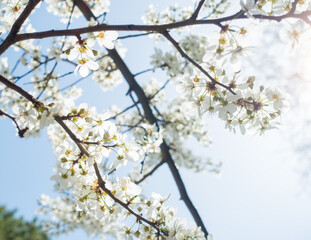 Flowering cherry against a blue sky. Cherry blossoms. Spring background