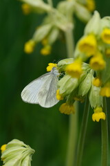 Cryptic Wood White butterfly on a yellow cowslip flower