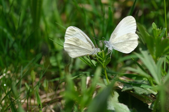 Two wood white butterflies on a plant