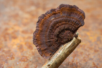 Forest mushrooms polypores - medicine plant
