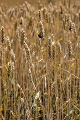 Fototapeta premium A wall of ears of wheat already yellowed, but not yet ripe.