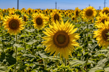 Obraz premium An endless field of sunflowers against a blue sky.