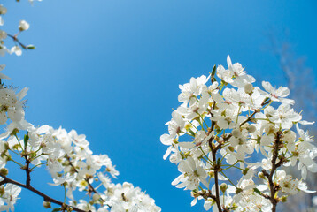 Flowering cherry against a blue sky. Cherry blossoms. Spring background