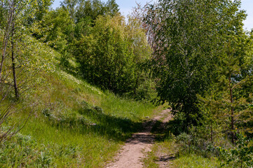A forest in Samarskaya Luka National Park!