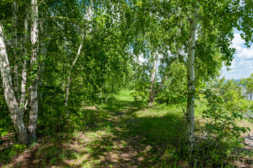 A forest in Samarskaya Luka National Park!