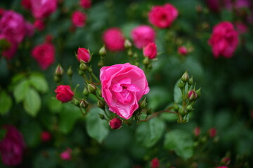 Czerwona róża na rozmytym tle