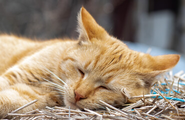 Close-up of a red domestic cat resting peacefully in the hay on a warm summer day. A funny orange striped cat basks in the sun. A cute pet is basking under the spring sun on dry grass. copy space.