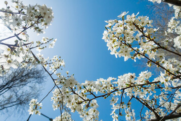 Flowering cherry against a blue sky. Cherry blossoms. Spring background