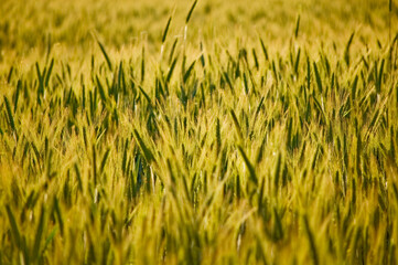 Close-up of beautiful rye ears. Selective focus.