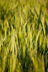 Close-up of beautiful rye ears. Selective focus.