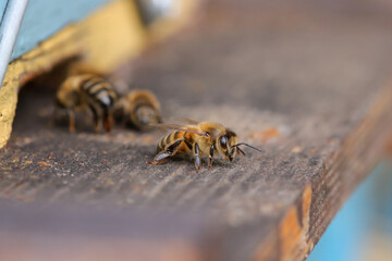 bee at the entrance of a hive 