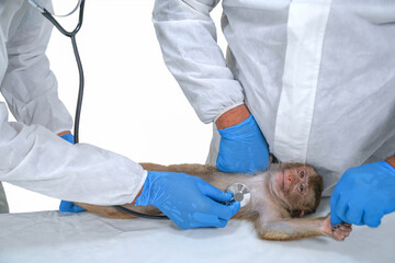  Monkeypox is a viral disease transmitted from animals to humans. A veterinarian takes the blood from the monkeys to be examined in a lab. © panyawat