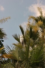 palm trees against sky