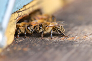 bee at the entrance of a hive 