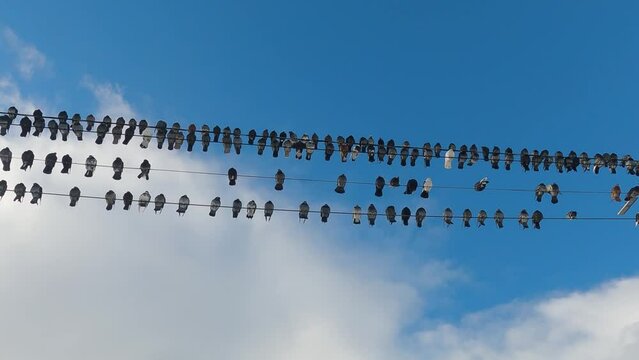 view up, many pigeons fly and sit on wires, beautiful blue sky with clouds