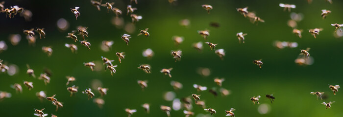 Swarm of bees in flight, background image of swarm of bees