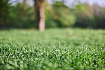 Green leaves of fresh young grass in the sunlight of the sunset sky 
