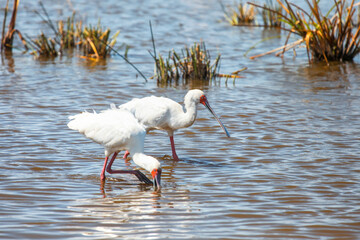 African spoonbills