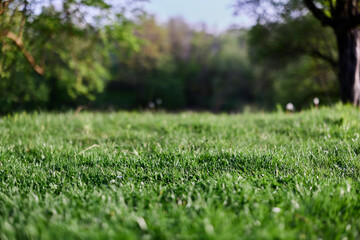 Green grass desktop screensaver, ecology and care for the environment