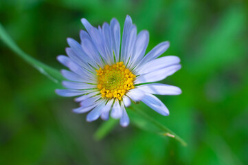 Beautiful flowers in Samarskaya Luka National Park!