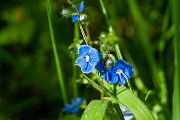 Beautiful flowers in Samarskaya Luka National Park!