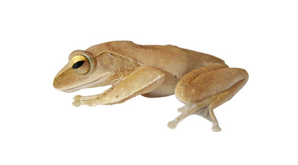 Polypedates leucomystax on white background