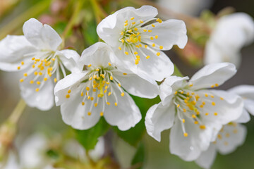 cherry and pear branch with white flowers and leaves on a blue sky background
