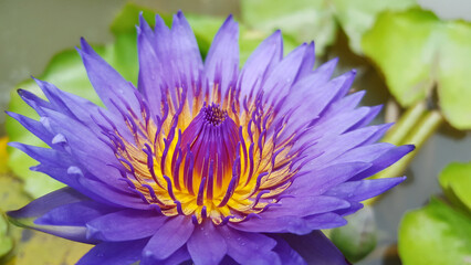 Lotus flower in pond