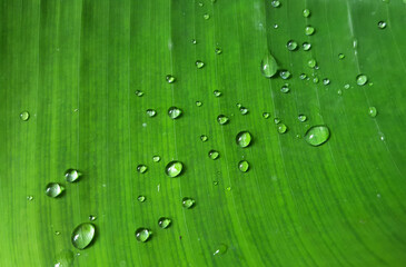 Close up a banana leaves texture with dew