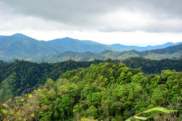 landscape with trees