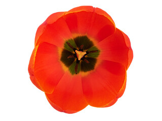 red and yellow flowering tulips with leaves isolated on a white background