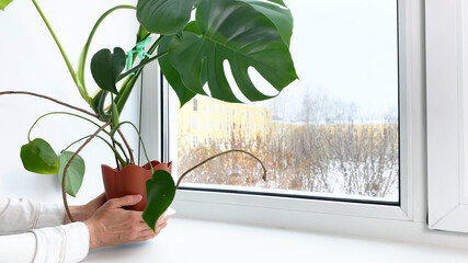 hands putting potted flower Monstera on windowsill in room. Indoor flower care and home gardening at winter time.